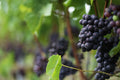 Harvest Volunteer- Highfield Farm, Woodchurch
